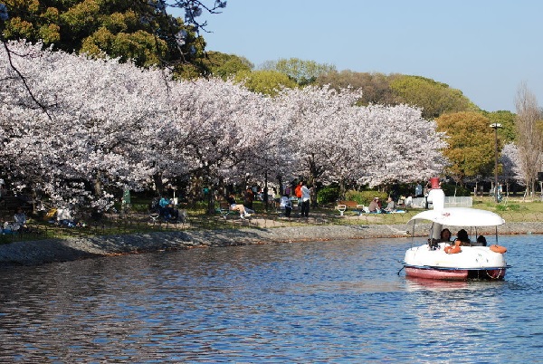 Hàng cây sakura ven hồ Tsuyoshino ở công viên Akashi (Kobe)