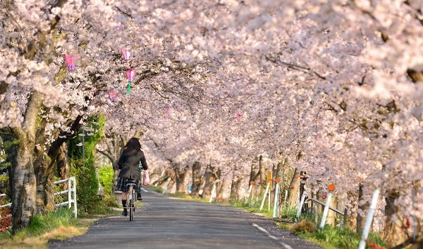 Con đường rợp bóng hoa sakura tại công viên Hanamiyama (Fukushima)