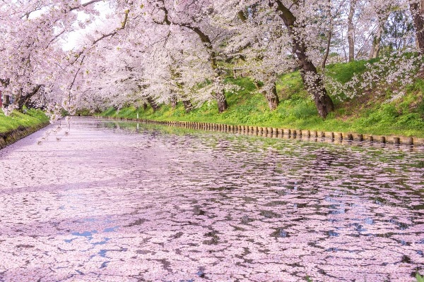 Hoa sakura ở công viên Hirosaki (Aomori)