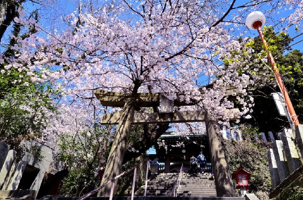 Hoa sakura mời gọi hạnh phúc đua nở trong khuôn viên đền Atago (Fukuoka)