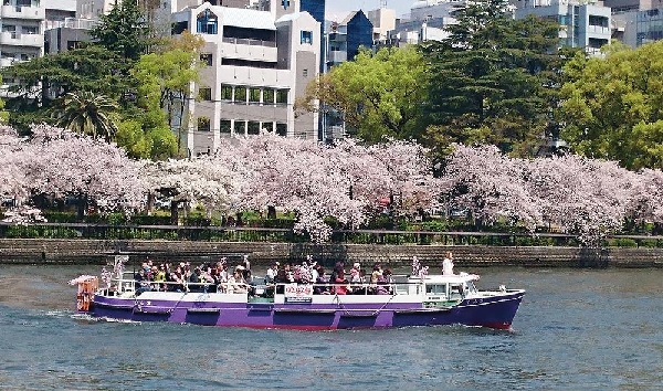 Tàu thủy du ngoạn ngắm hoa sakura trên sông Okawa River Sakura Cruise