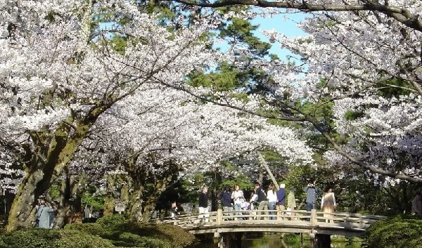 Công viên Kenrokuen (Kanazawa) mỗi độ xuân về