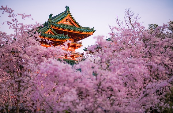 Đền Heian (Kyoto) chìm trong sắc hoa sakura đua nở