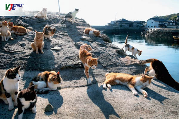 Đảo mèo Aoshima
