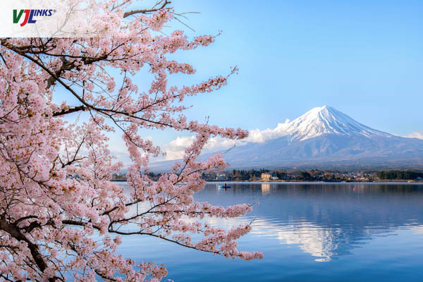 Núi Phú Sĩ và hoa anh đào biểu tượng ý nghĩa đối với người Nhật
