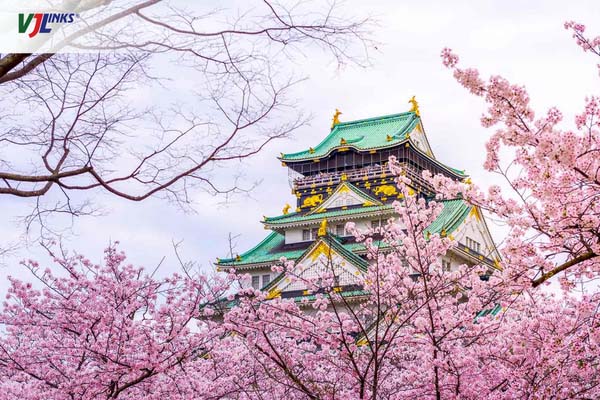 Osaka là điểm dừng chân lý tưởng để thưởng trà, ngắm hoa