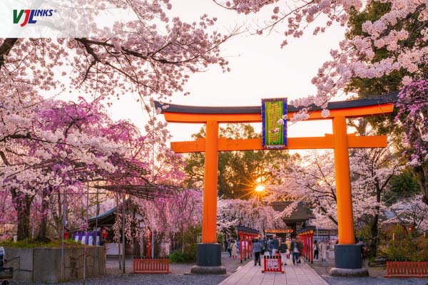 Kyoto mùa hoa anh đào tràn ngập sắc xuân