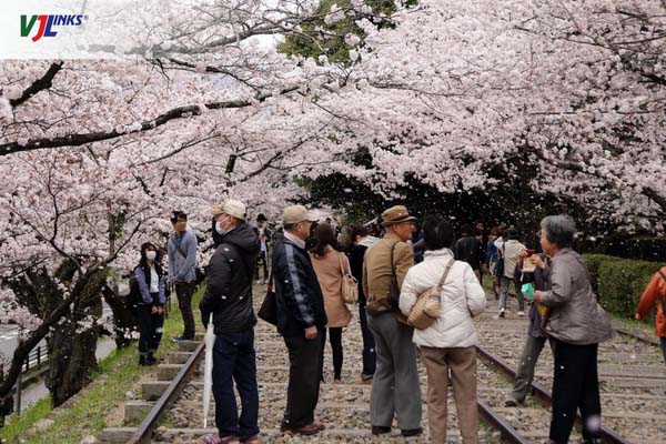 Mùa xuân Nhật Bản tháng hoa anh đào nở rộ