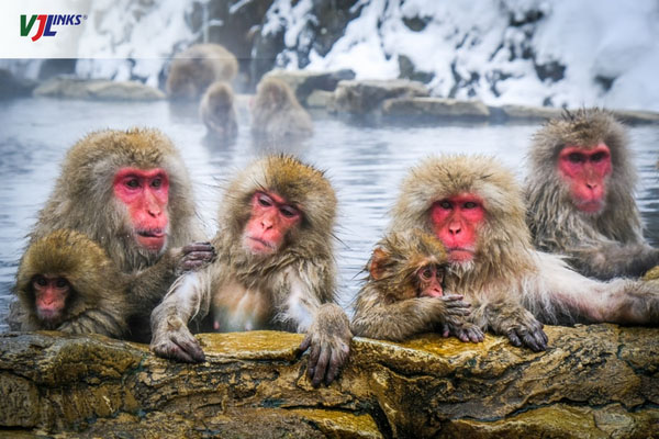 Nhật Bản có gì nổi tiếng công viên khỉ Jigoku Dani