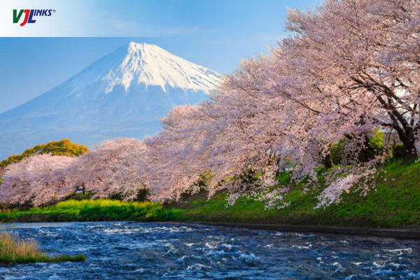 Chiêm ngưỡng núi Phú Sĩ mùa xuân ngập sắc hoa anh đào