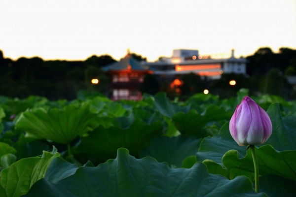 Hồ hoa sen Shinobazu thơm ngát tại công viên Ueno Nhật Bản