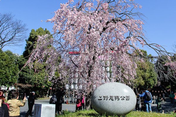 Vùng đất xây công viên Ueno Nhật Bản trước kia là chùa Kaneiji