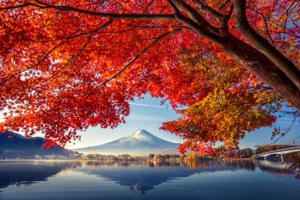 Hồ Kawaguchi mùa thu bắt mắt với những tán cây đỏ rực