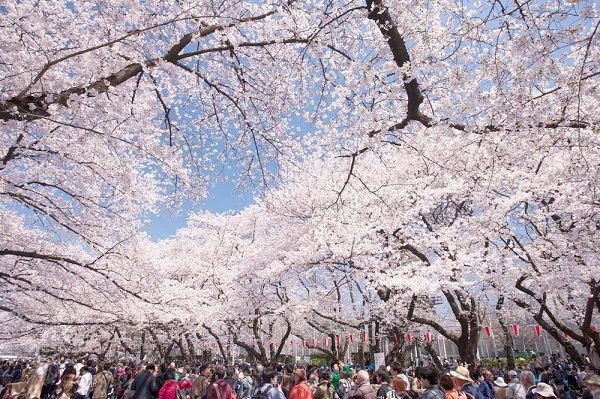 Công viên Ueno đón lượng lớn du khách vào mùa xuân