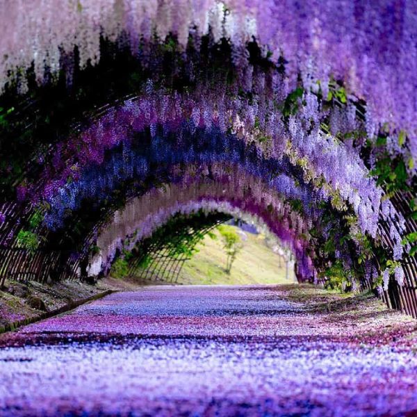 Một đường hầm được xây dựng từ nhiều loài hoa tử đằng