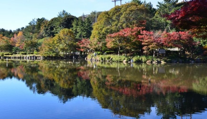 Công viên Oike sở hữu hàng cây bạch dương xanh thẩm trải dài