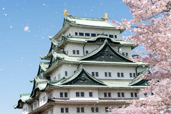 Khung cảnh lâu đài Nagoya bên cạnh những cánh hoa anh đào trong gió