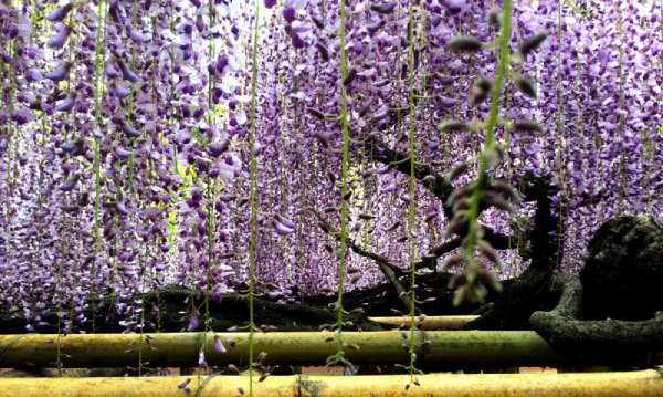 Những cây hoa tử đằng hàng nghìn năm tuổi tại vườn Tokaen