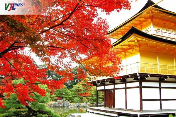 Mùa thu tại chùa vàng Nhật Bản
