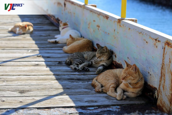 Tắm nắng cùng những chú mèo trên đảo Iwaishima