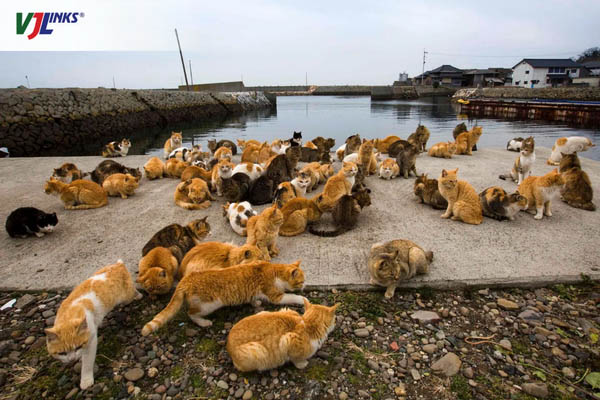 Bắt gặp những chú mèo ở khắp mọi nơi trên đảo Tashirojima