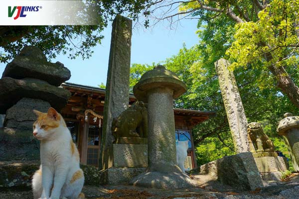 Các chú mèo tập trung quanh ngôi đền Toyotama-hime