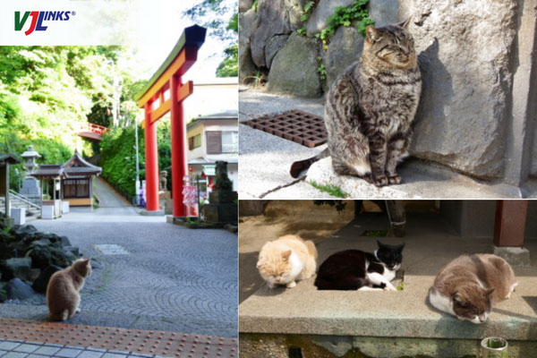 Đảo mèo Enoshima có một ngôi đền linh thiêng - đền Rồng Thiên Chúa