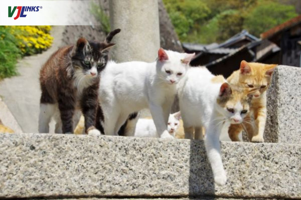 Sanagijima - Đảo mèo của Nhật Bản