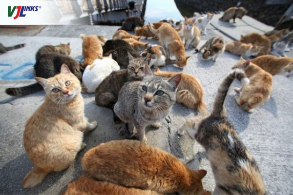 Okishima - “thánh địa” của những chú mèo