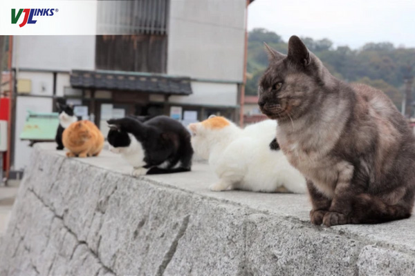 Đảo Manabeshima có số lượng mèo tương đương với số lượng cư dân trên đảo