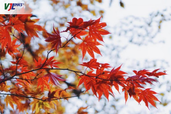 Hình ảnh “cây lá đỏ” Nhật Bản có ý nghĩa gì?