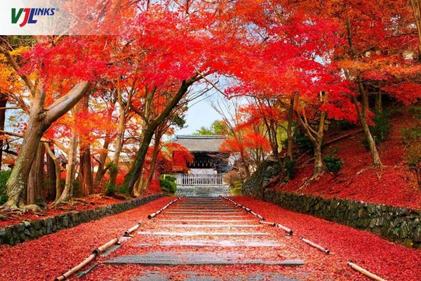 Thời điểm mùa lá đỏ Nhật Bản rực rỡ nhất là khoảng cuối tháng 10 đến giữa tháng 11