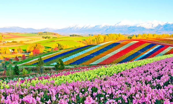 Vườn Hoa Shikisai-no-Oka sở hữu những ngọn đồi thoai thoải, uốn lượn, tạo nên cung đường hoa đầy sắc màu
