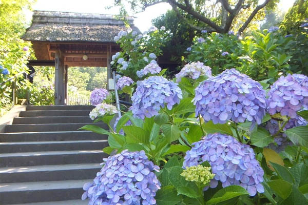 Cánh hoa cẩm tú cầu Meigetsuin mỏng manh như lụa, xếp chồng lên nhau tạo thành chùm hoa rực rỡ, tô điểm cho ngôi chùa thêm phần lung linh