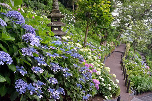 Meigetsuin - Biển hoa cẩm tú cầu bồng bềnh, vẽ nên bức tranh thiên nhiên mộng mơ giữa lòng Kamakura