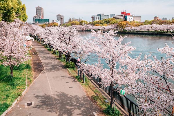 Công viên Kema Sakuranomiya là địa điểm thích hợp để thư giãn và đắm chìm trong những vườn hoa anh đào lãng mạn, thơ mộng