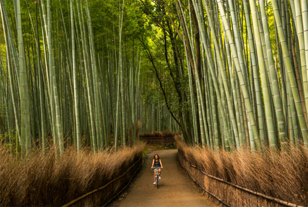 Đắm chìm trong vẻ đẹp cổ kính, hoang sơ và yên bình tại rừng Arashiyama