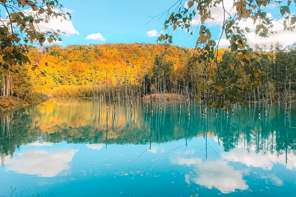 Hồ Xanh Biei là một điểm du lịch nổi tiếng tại Hokkaido (Nhật Bản)