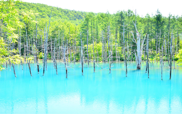 Hồ Blue Pond Hokkaido là biểu tượng văn hóa, nghệ thuật tại vùng này