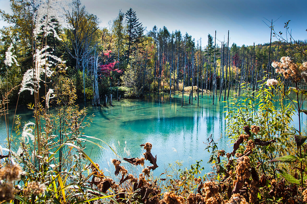 Khung cảnh Hồ Blue Pond Hokkaido vào mùa xuân với muôn hoa khoe sắc