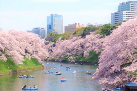 TOUR HAKONE – YAMANASHI – JINDAI ZAKURA – TOKYO – NARITA [5N4Đ]