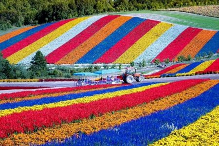 TOUR ASHIKAWA – FURANO – SAPPORO – NOBORIBETSU [5N4Đ]