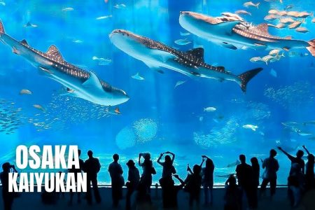 TOUR KOBE – OSAKA – KYOTO – YAMANASHI – FUJI – TOKYO – NARITA [7N6Đ]