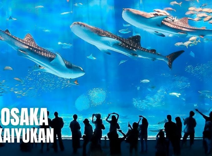 Chuyên tour Nhật Bản