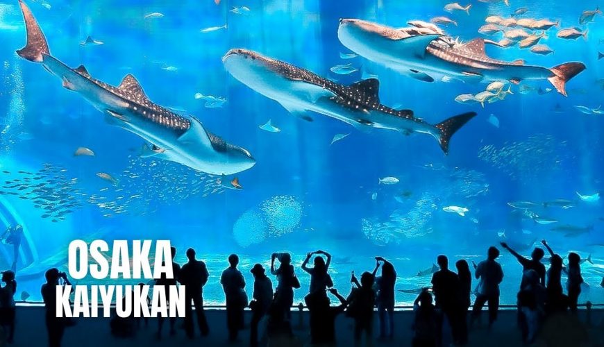Chuyên tour Nhật Bản