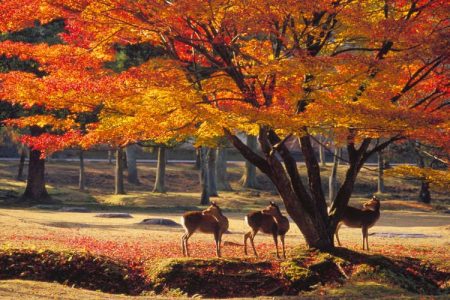 TOUR NARA – KOBE – KYOTO – OSAKA – IZUMISANO [5N4Đ]