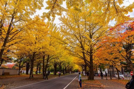 TOUR ASAHIKAWA – BIEI – SAPPORO – NOBORIBETSU [5N4Đ]