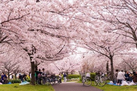 TOUR KOBE – OSAKA – KYOTO – YAMANASHI – FUJI – TOKYO [6N5Đ]