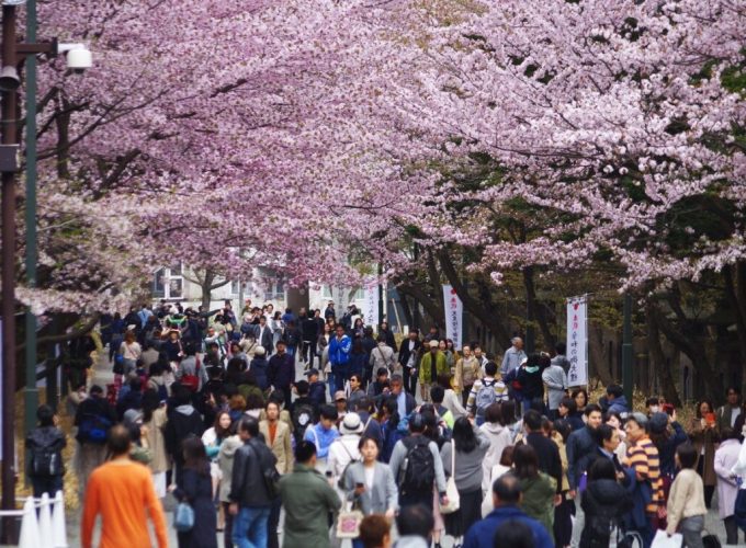 Chuyên tour Nhật Bản