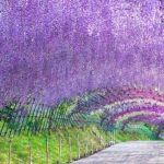 Chuyên tour Nhật Bản